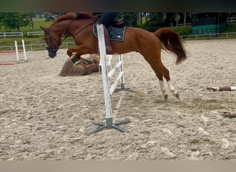 Caballo de deporte alemán, Caballo castrado, 5 años, 163 cm, Alazán