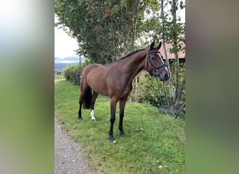 Caballo de deporte alemán, Caballo castrado, 5 años, 163 cm, Castaño