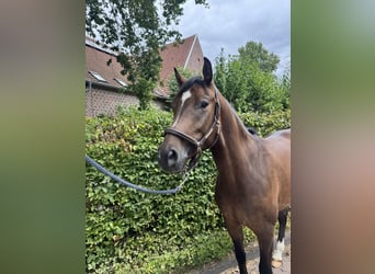 Caballo de deporte alemán, Caballo castrado, 5 años, 163 cm, Castaño