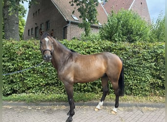 Caballo de deporte alemán, Caballo castrado, 5 años, 163 cm, Castaño