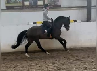 Caballo de deporte alemán, Caballo castrado, 5 años, 163 cm, Castaño oscuro