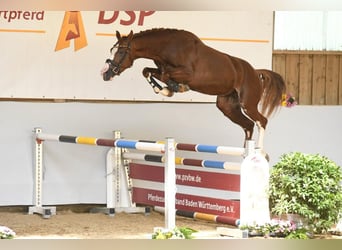 Caballo de deporte alemán, Caballo castrado, 5 años, 164 cm, Alazán-tostado