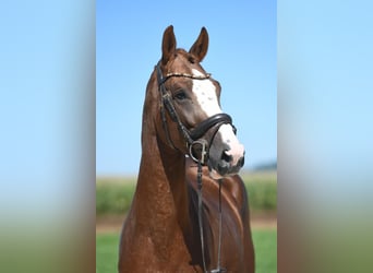 Caballo de deporte alemán, Caballo castrado, 5 años, 164 cm, Alazán-tostado