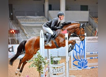 Caballo de deporte alemán, Caballo castrado, 5 años, 164 cm, Castaño