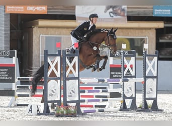 Caballo de deporte alemán, Caballo castrado, 5 años, 164 cm, Castaño