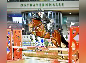 Caballo de deporte alemán, Caballo castrado, 5 años, 164 cm, Castaño