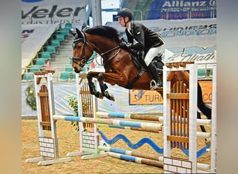Caballo de deporte alemán, Caballo castrado, 5 años, 164 cm, Castaño