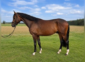 Caballo de deporte alemán, Caballo castrado, 5 años, 164 cm, Castaño oscuro