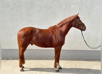 Caballo de deporte alemán, Caballo castrado, 5 años, 165 cm, Alazán
