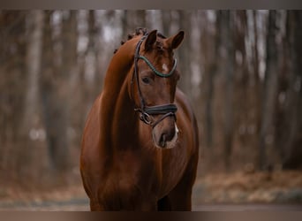 Caballo de deporte alemán, Caballo castrado, 5 años, 165 cm, Alazán-tostado