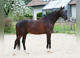 Caballo de deporte alemán, Caballo castrado, 5 años, 165 cm, Negro