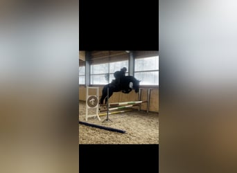 Caballo de deporte alemán, Caballo castrado, 5 años, 165 cm, Negro