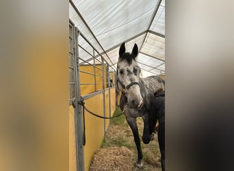 Caballo de deporte alemán, Caballo castrado, 5 años, 165 cm, Tordo rodado