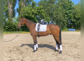 Caballo de deporte alemán, Caballo castrado, 5 años, 166 cm, Castaño