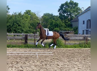 Caballo de deporte alemán, Caballo castrado, 5 años, 166 cm, Castaño