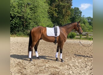 Caballo de deporte alemán, Caballo castrado, 5 años, 166 cm, Castaño