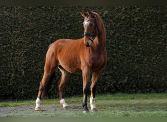 Caballo de deporte alemán, Caballo castrado, 5 años, 166 cm, Castaño