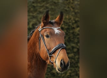 Caballo de deporte alemán, Caballo castrado, 5 años, 166 cm, Castaño