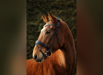 Caballo de deporte alemán, Caballo castrado, 5 años, 166 cm, Castaño