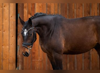 Caballo de deporte alemán, Caballo castrado, 5 años, 166 cm, Castaño