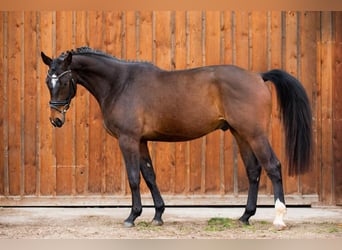 Caballo de deporte alemán, Caballo castrado, 5 años, 166 cm, Castaño