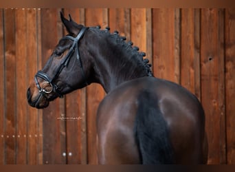 Caballo de deporte alemán, Caballo castrado, 5 años, 166 cm, Castaño