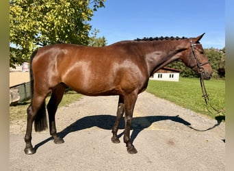 Caballo de deporte alemán, Caballo castrado, 5 años, 166 cm, Castaño oscuro