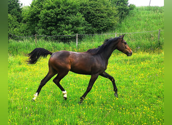 Caballo de deporte alemán, Caballo castrado, 5 años, 166 cm, Morcillo