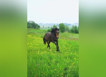Caballo de deporte alemán, Caballo castrado, 5 años, 166 cm, Morcillo
