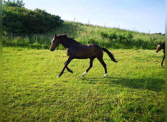 Caballo de deporte alemán, Caballo castrado, 5 años, 166 cm, Morcillo