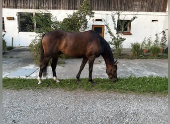 Caballo de deporte alemán, Caballo castrado, 5 años, 166 cm, Morcillo