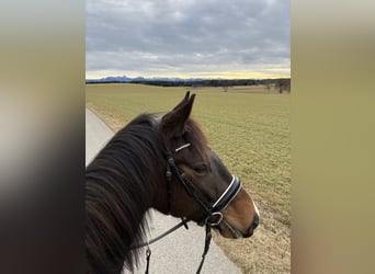 Caballo de deporte alemán, Caballo castrado, 5 años, 166 cm, Morcillo
