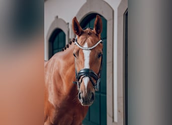 Caballo de deporte alemán, Caballo castrado, 5 años, 167 cm, Alazán