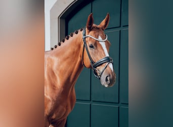 Caballo de deporte alemán, Caballo castrado, 5 años, 167 cm, Alazán