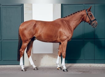 Caballo de deporte alemán, Caballo castrado, 5 años, 167 cm, Alazán