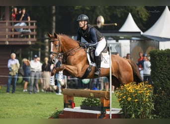 Caballo de deporte alemán, Caballo castrado, 5 años, 167 cm, Alazán