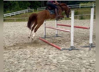 Caballo de deporte alemán, Caballo castrado, 5 años, 167 cm, Alazán