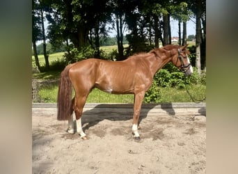 Caballo de deporte alemán, Caballo castrado, 5 años, 167 cm, Alazán