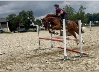 Caballo de deporte alemán, Caballo castrado, 5 años, 167 cm, Alazán