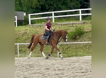 Caballo de deporte alemán, Caballo castrado, 5 años, 167 cm, Alazán
