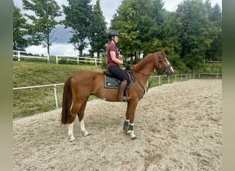 Caballo de deporte alemán, Caballo castrado, 5 años, 167 cm, Alazán