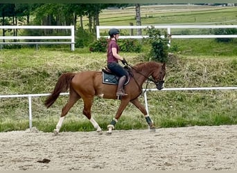 Caballo de deporte alemán, Caballo castrado, 5 años, 167 cm, Alazán