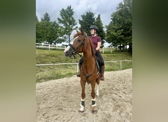 Caballo de deporte alemán, Caballo castrado, 5 años, 167 cm, Alazán