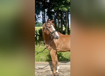 Caballo de deporte alemán, Caballo castrado, 5 años, 167 cm, Alazán