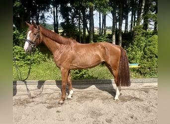 Caballo de deporte alemán, Caballo castrado, 5 años, 167 cm, Alazán
