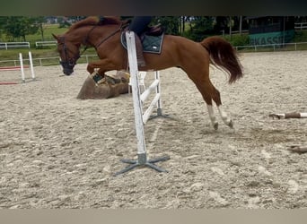 Caballo de deporte alemán, Caballo castrado, 5 años, 167 cm, Alazán