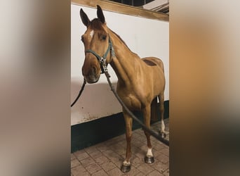 Caballo de deporte alemán, Caballo castrado, 5 años, 167 cm, Alazán