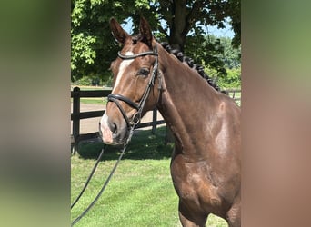 Caballo de deporte alemán, Caballo castrado, 5 años, 167 cm, Alazán-tostado