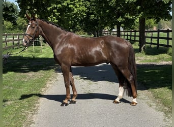 Caballo de deporte alemán, Caballo castrado, 5 años, 167 cm, Alazán-tostado