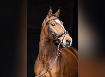 Caballo de deporte alemán, Caballo castrado, 5 años, 167 cm, Castaño